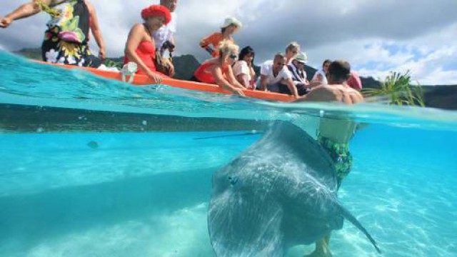 タヒチ島発/モーレア島日帰りツアー シャーク＆エイウォッチングとモツピクニック