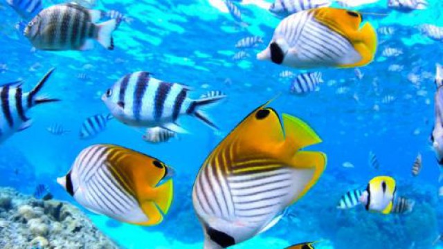 ドリフトシュノーケリング（ティプタ・パス）