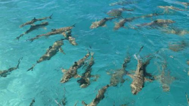 エコツアー＆ドルフィンウォッチング（ドリフトシュノーケリング）