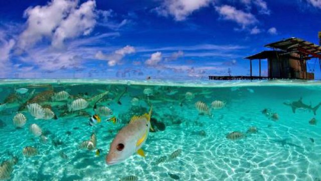 ボートシュノーケリング・ツアー