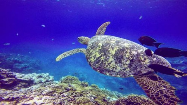 バブルス・ビロー・ダイビング