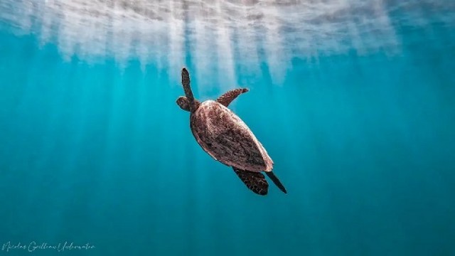 モーレア島 体験ダイビング