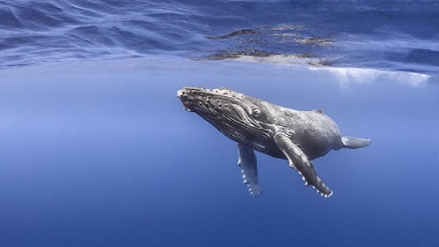 【期間限定】ホエール・ウォッチングツアー in タヒチ