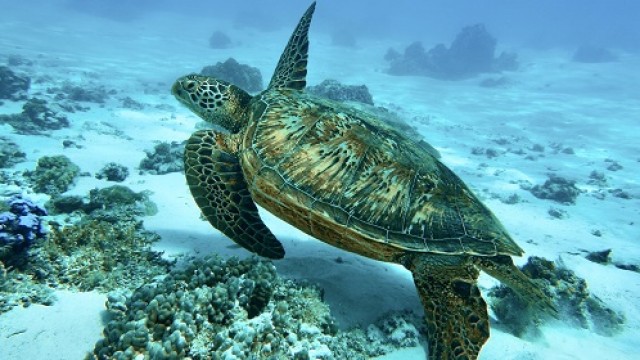 キャプテン・タイナのアンダーウォータートレジャーツアー（モツランチ付き）