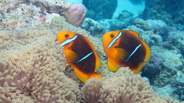 ボラボラ島 体験ダイビング